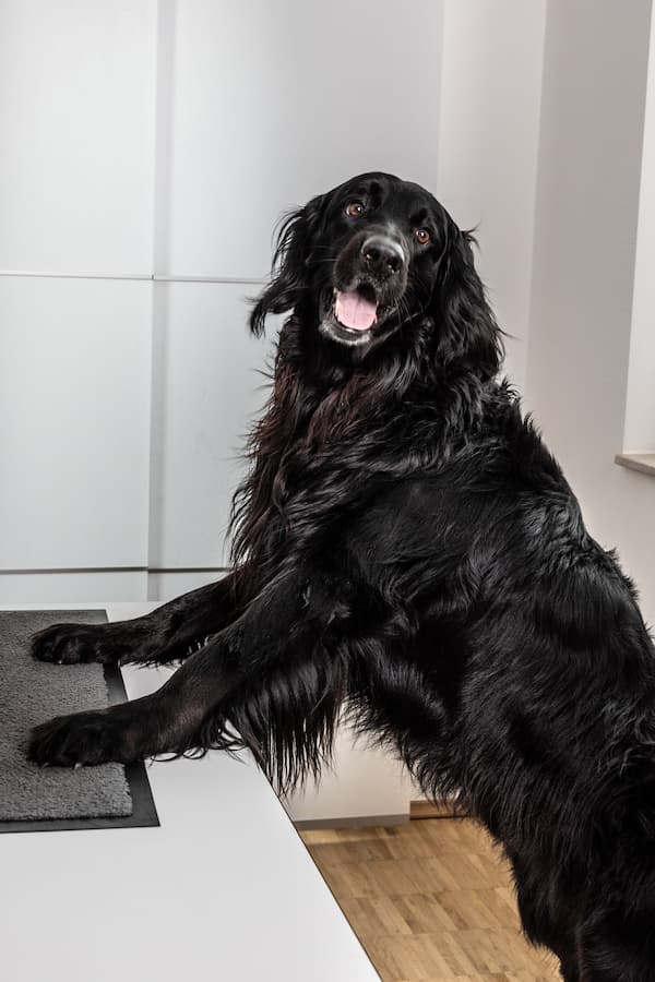 Buddy | Gerats RA/Stb. GmbH